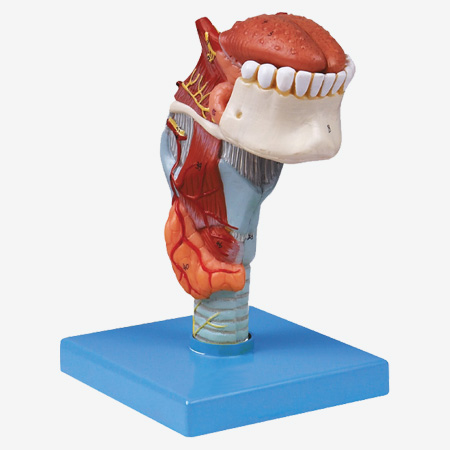 Bģ