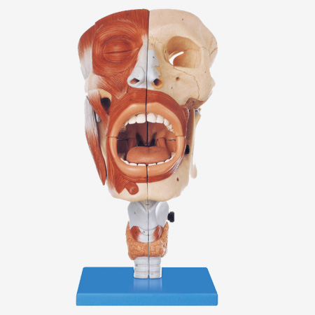 ʡǻģ